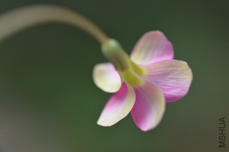 Oxalis depressa pink 20120927 001.JPG