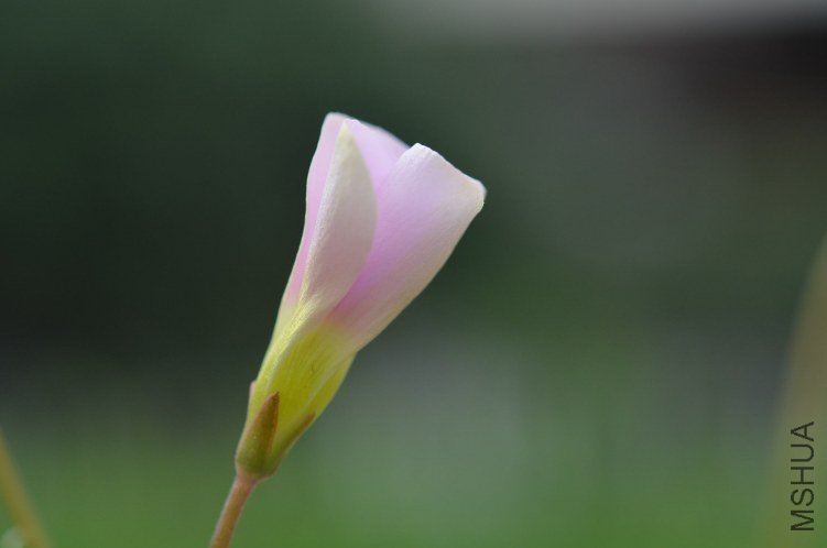 Oxalis puppy love 01 20120927 004.JPG