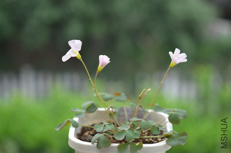 Oxalis puppy love 01 20120927 001.JPG