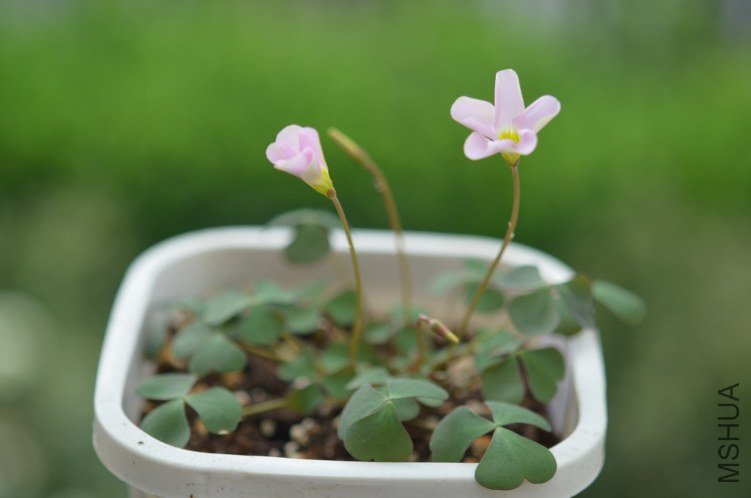 Oxalis puppy love 02 20120927 001.JPG