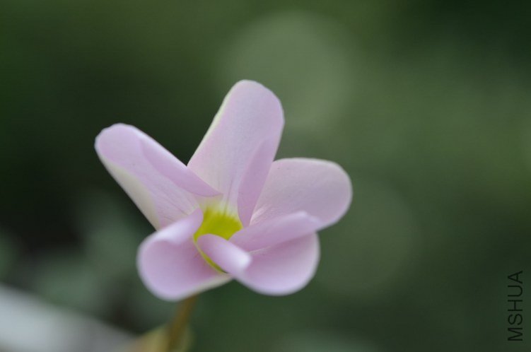 Oxalis puppy love 02 20120927 003.JPG