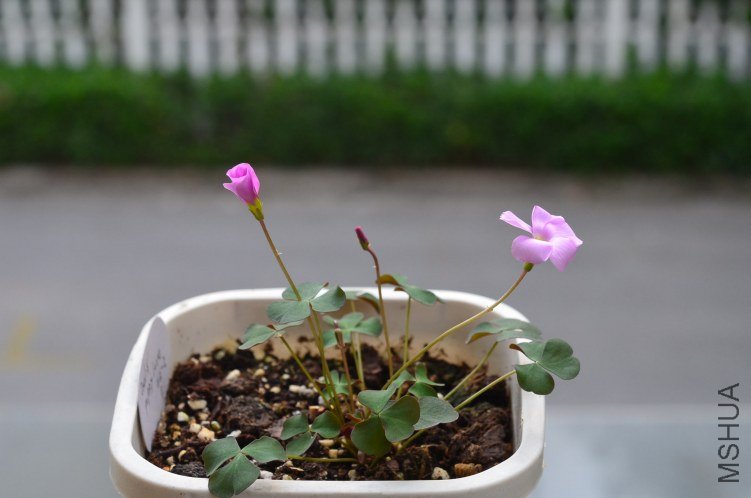 Oxalis puppy love 04 20120927 001.JPG