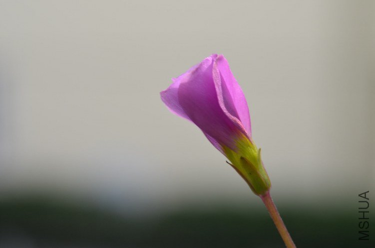 Oxalis puppy love 04 20120927 003.JPG