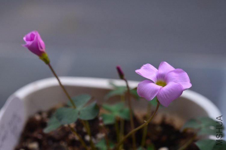 Oxalis puppy love 04 20120927 004.JPG