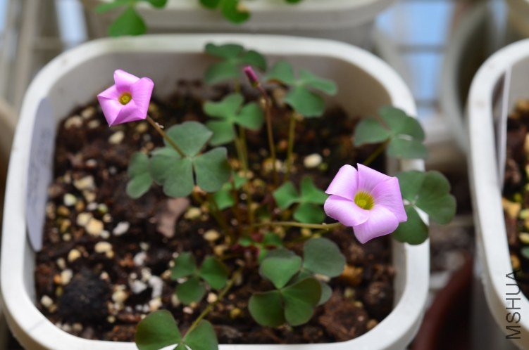 Oxalis puppy love 04 20120927 007.JPG