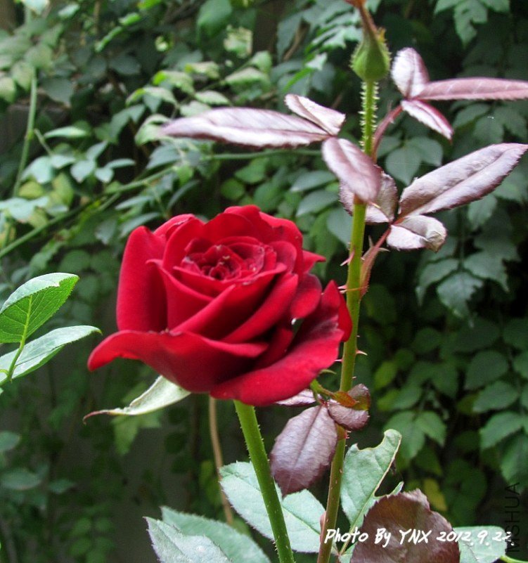 2012.9.22. 055_conew1.jpg