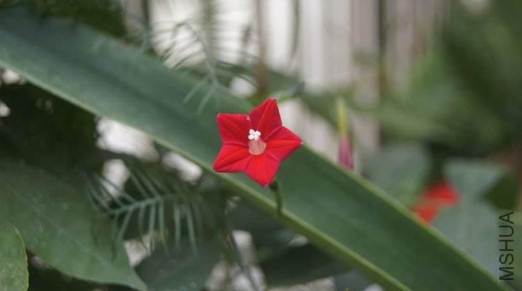 _DSC8041.JPG