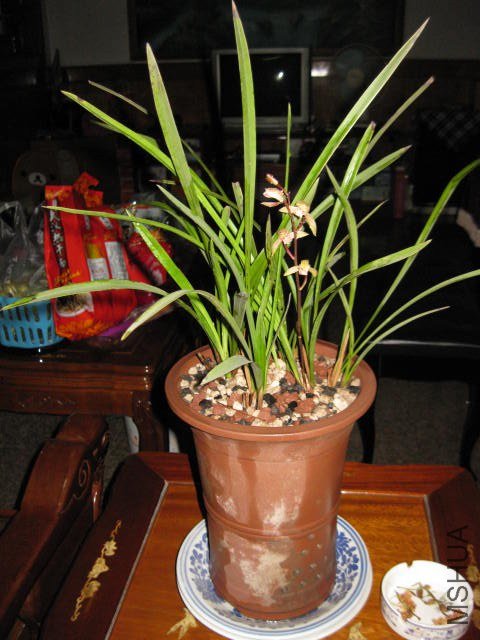 IMG_7394.JPG