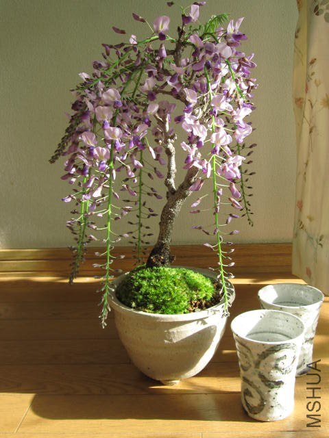 img56347558.jpg