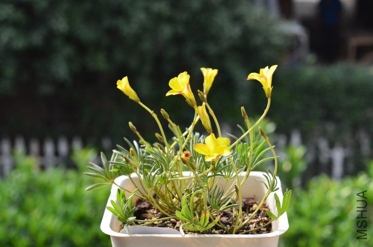 Oxalis namaquensis��˫ɫ20120928 002.JPG
