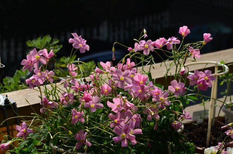 ������20120928 001.JPG