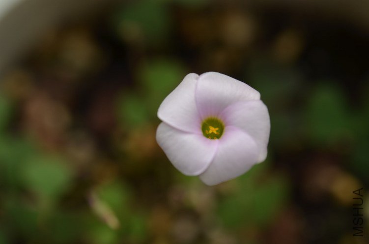 Oxalis puppy love 03 20120928 007.JPG