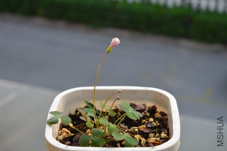 Oxalis puppy love 03 20120928 003.JPG