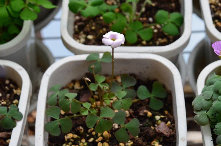 Oxalis puppy love 03 20120928 005.JPG