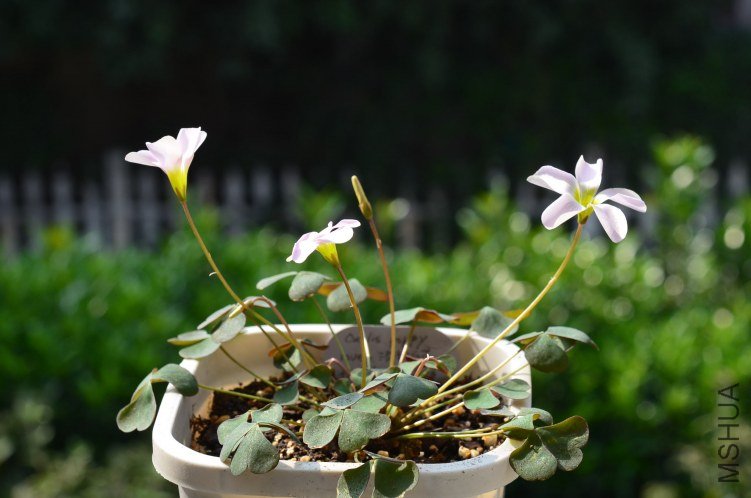 Oxalis puppy love 01 20120928 003.JPG