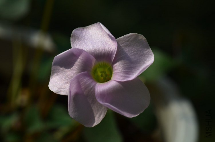 Oxalis puppy love 01 20120928 006.JPG