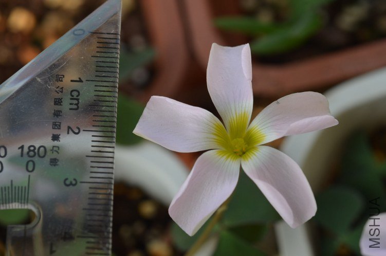 Oxalis puppy love 01 20120928 001.JPG