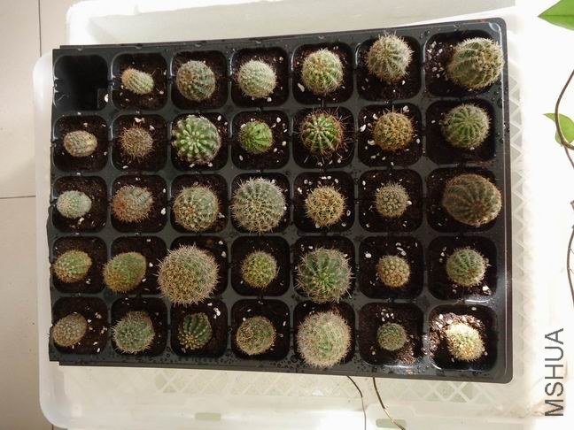 ������С ������С DSC04856.JPG