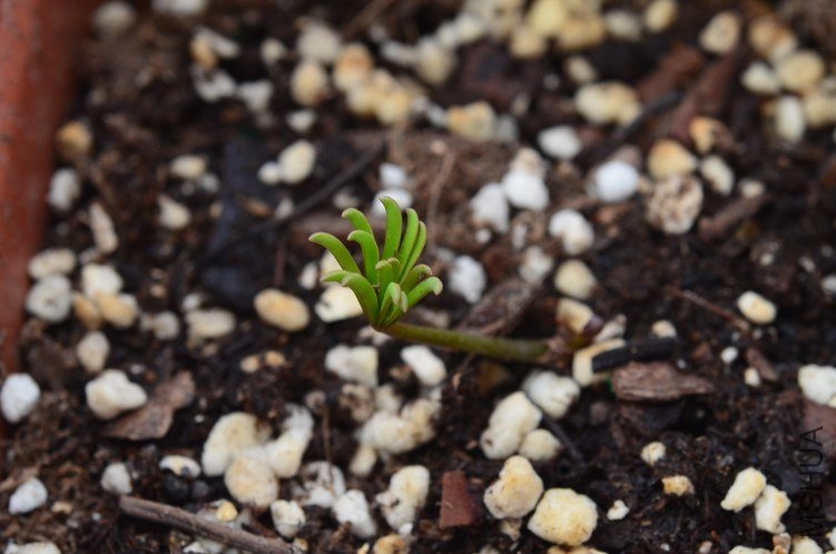 Oxalis autumn queen 20120927.JPG.JPG