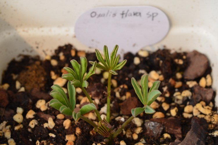 Oxalis flava sp 20120928 001.JPG