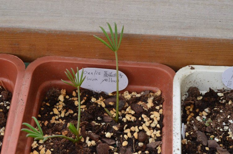 Oxalis flava yellow 20120927 001.JPG