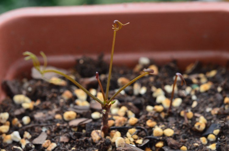 Oxalis gold island 20120927 001.JPG