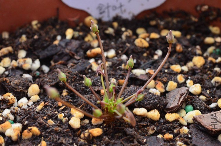 ������С Oxalis polyphylla var. heptaphylla 20120927 001.JPG