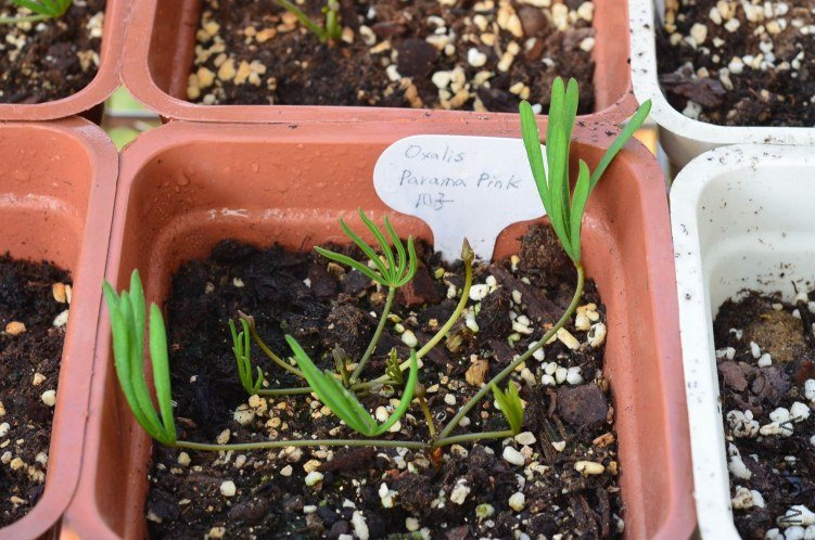 Oxalis parama pink 20120925 001.JPG