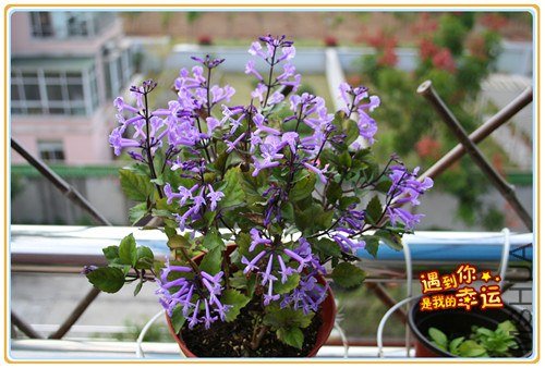 ��Ƭ 161_����.jpg