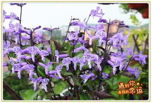 ��Ƭ 163_����.jpg