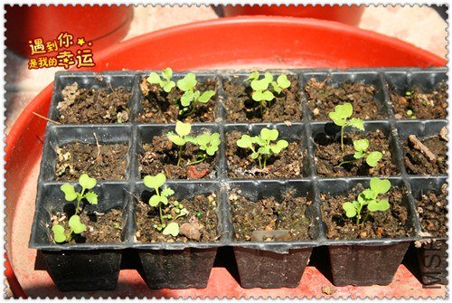 ��Ƭ 117_����.jpg