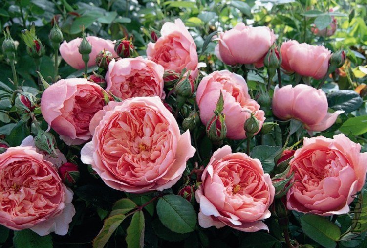 The Alnwick Rose.jpg