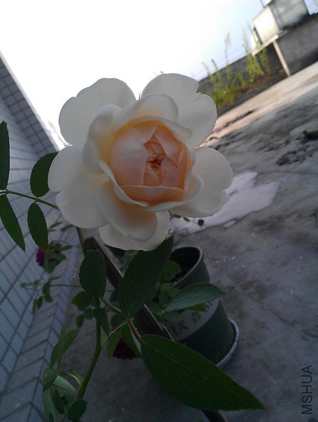 IMAG0501.jpg