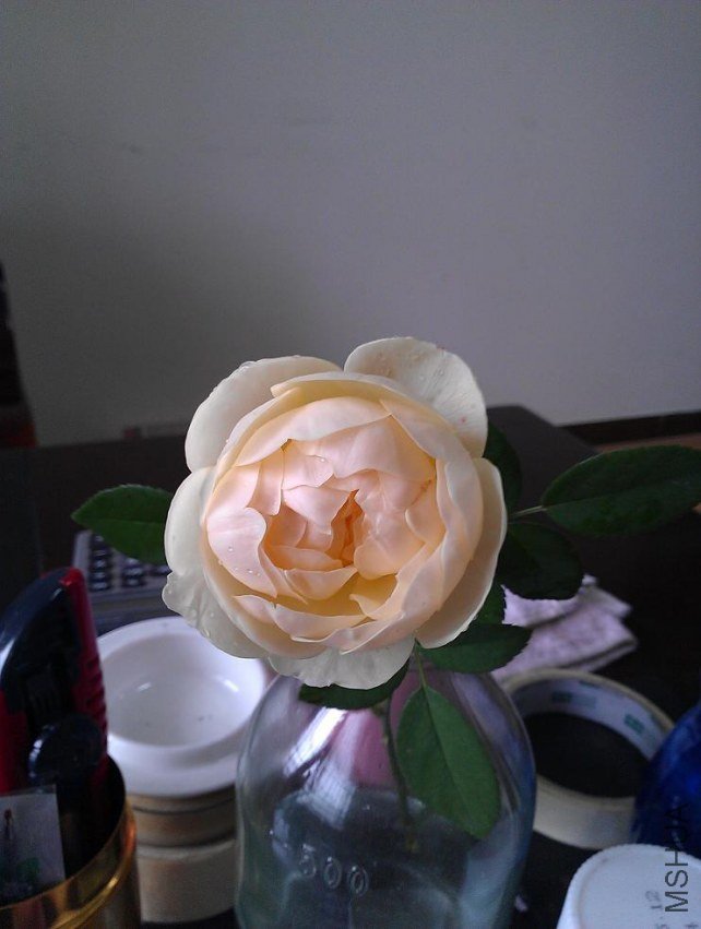 IMAG0606.jpg