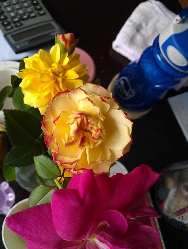 IMAG0612.jpg