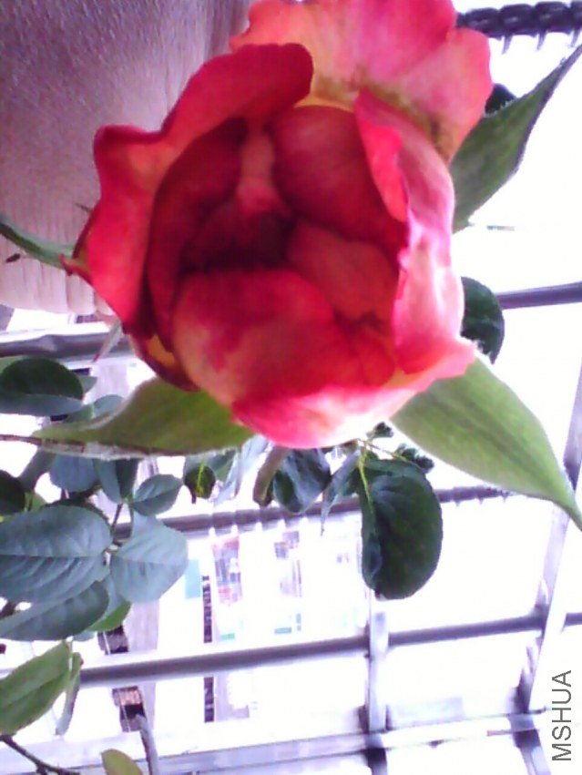image20120928_122348.jpg