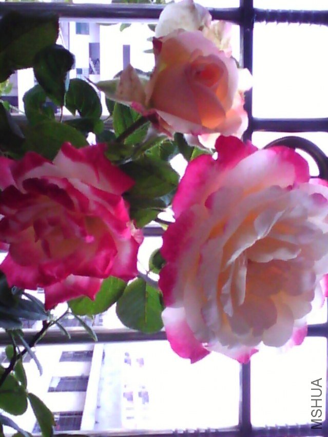 image20120928_122435.jpg