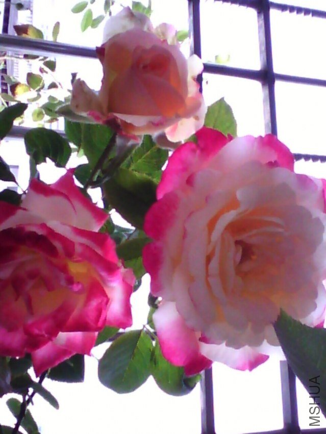 image20120928_122510.jpg