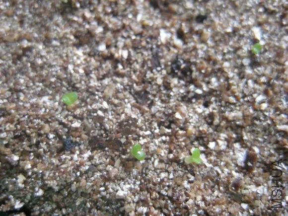 �̹⻷���ö��䣩