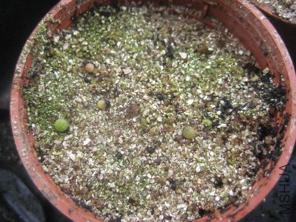 ������ƻ���