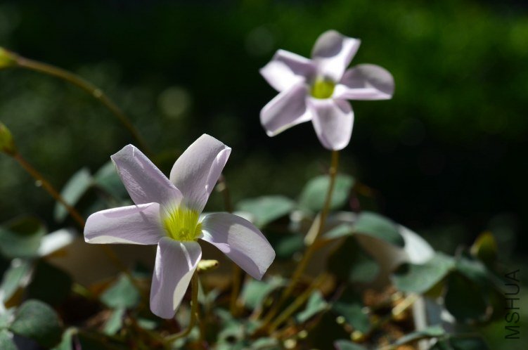 Oxalis puppy love 01 20120929 006.JPG