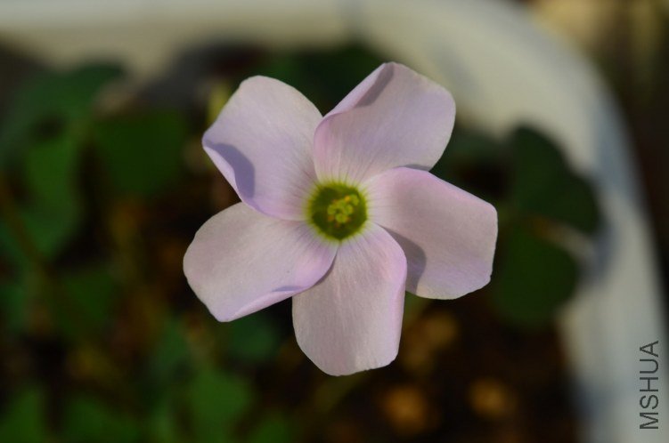 Oxalis puppy love 02 20120929 004.JPG