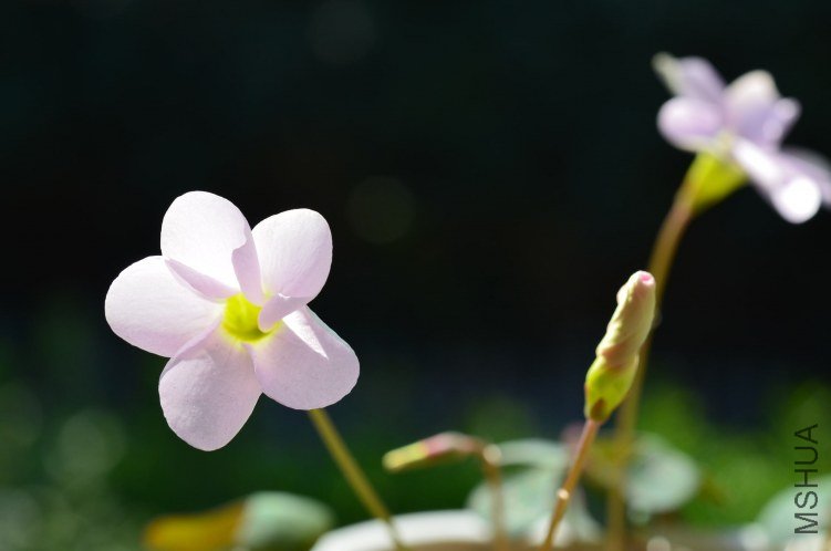 Oxalis puppy love 02 20120929 003.JPG