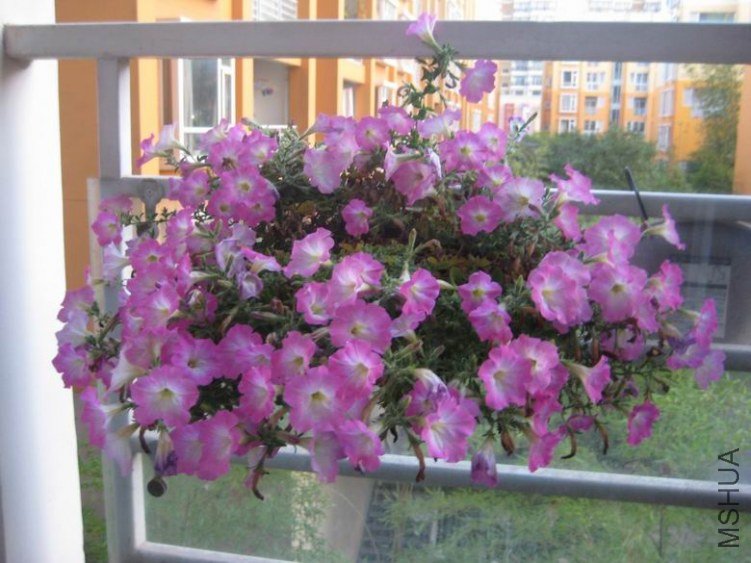 ������С IMG_3561.jpg