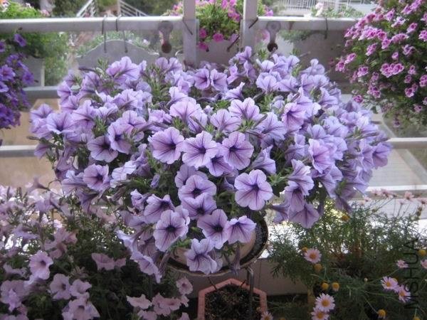 ������С psu.jpg