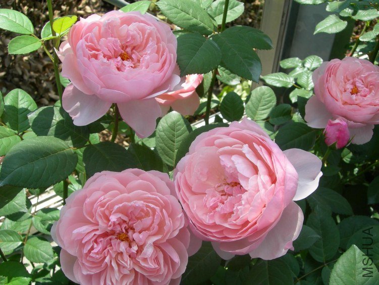 The Alnwick Rose.jpg