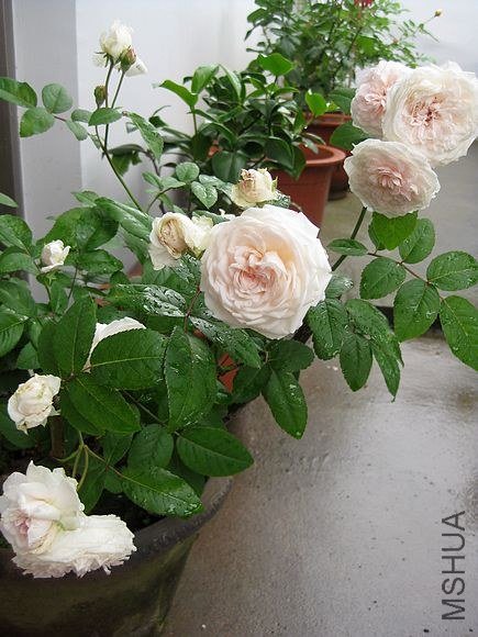 �¼��� 363.jpg