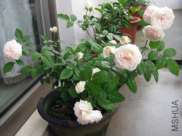 �¼��� 365.jpg