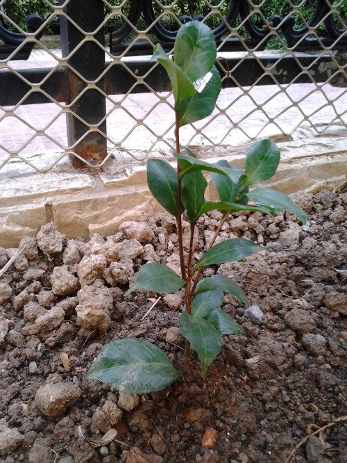 2012-10-01 11.51.07_meitu_3.jpg