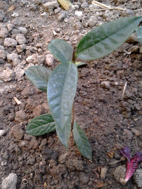 2012-10-01 11.51.30_meitu_5.jpg